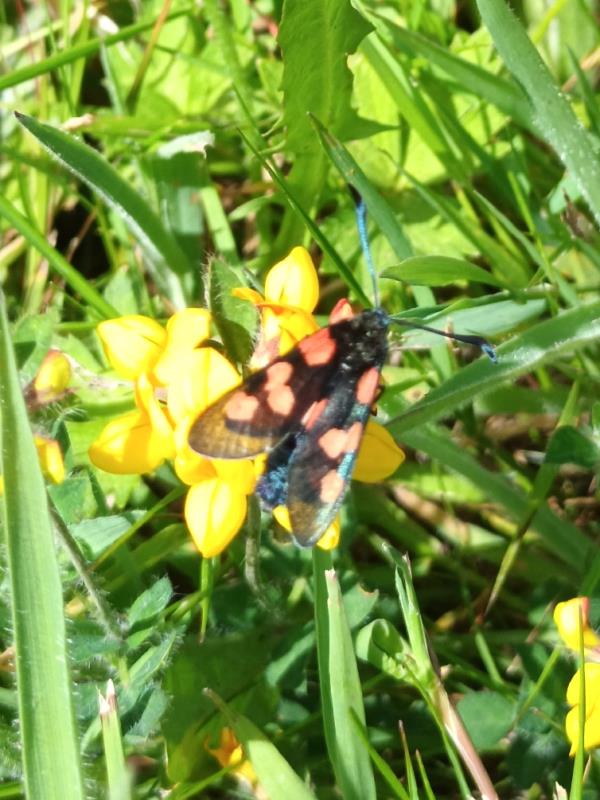 Butterflys and bees galore