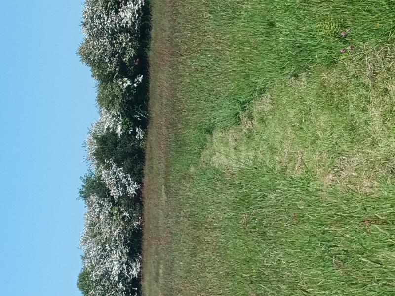 Surrounded by Mayflower blossom