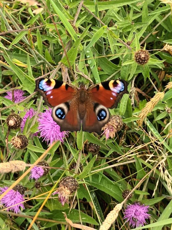 One of our many local residents