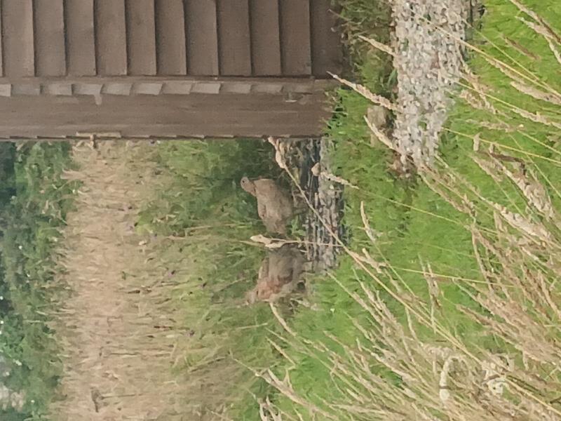 Baby Pheasants visiting the shower