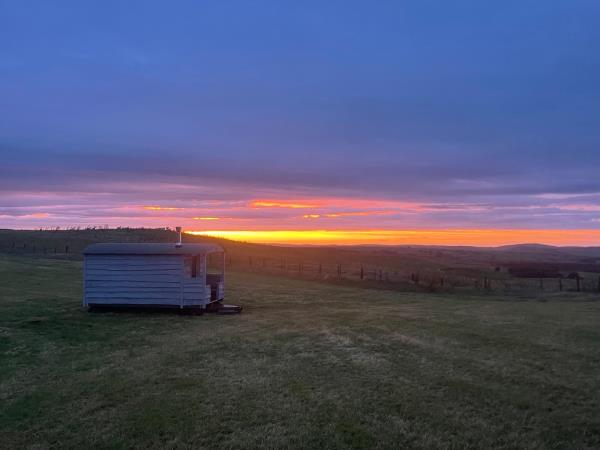 Bertie at sunset at Hafod Dafydd y Mynydd