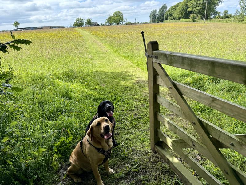 Walks from the site.