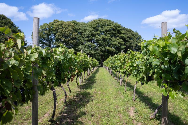 Our stunning vineyard