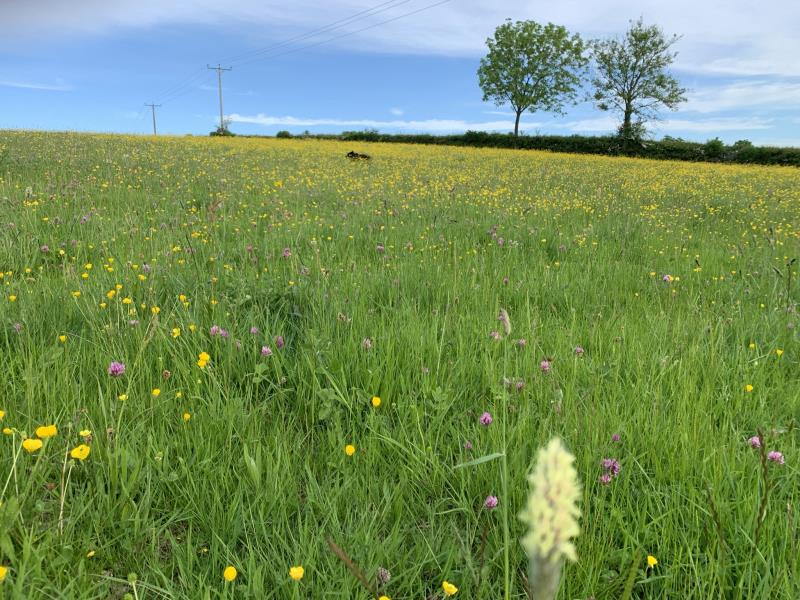 Wild flower meadows in May and June