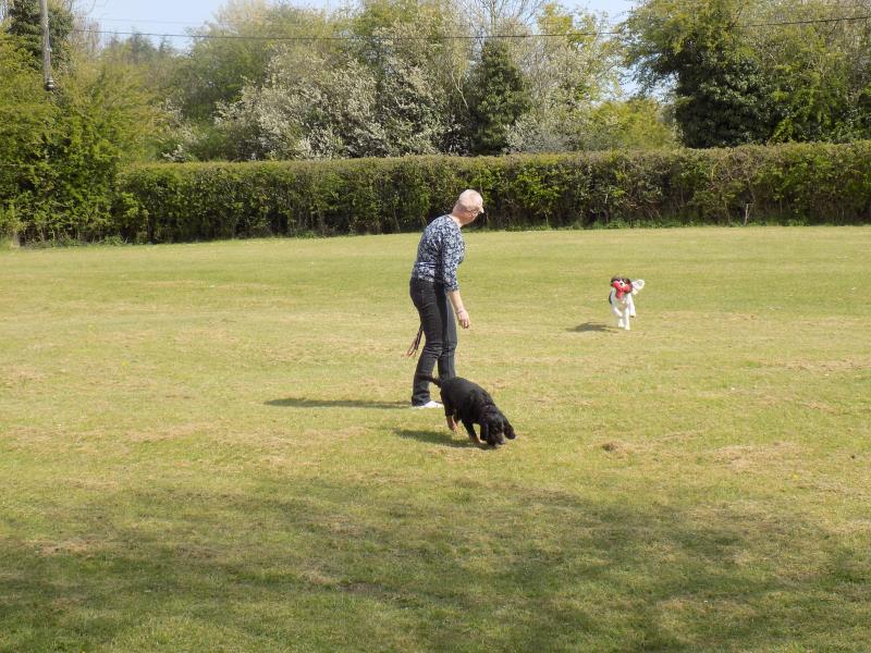 dog walk