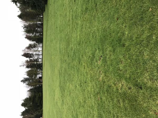 Grass pitches at Herigerbi Park