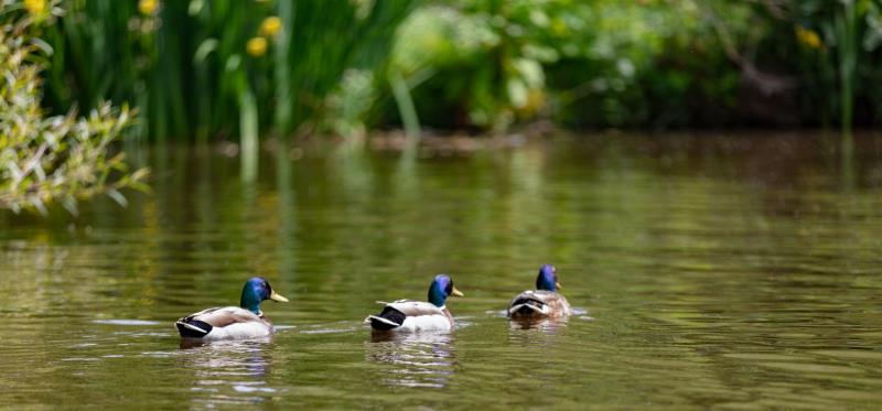 Glamping Tent Chester