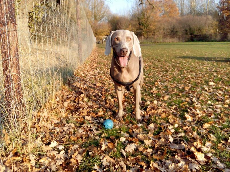 secure dog exercise field