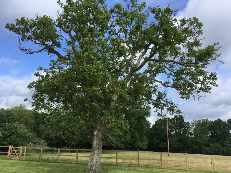 The walnut tree