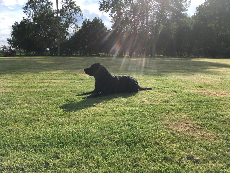 Blackberry enjoying the sun on the meadow