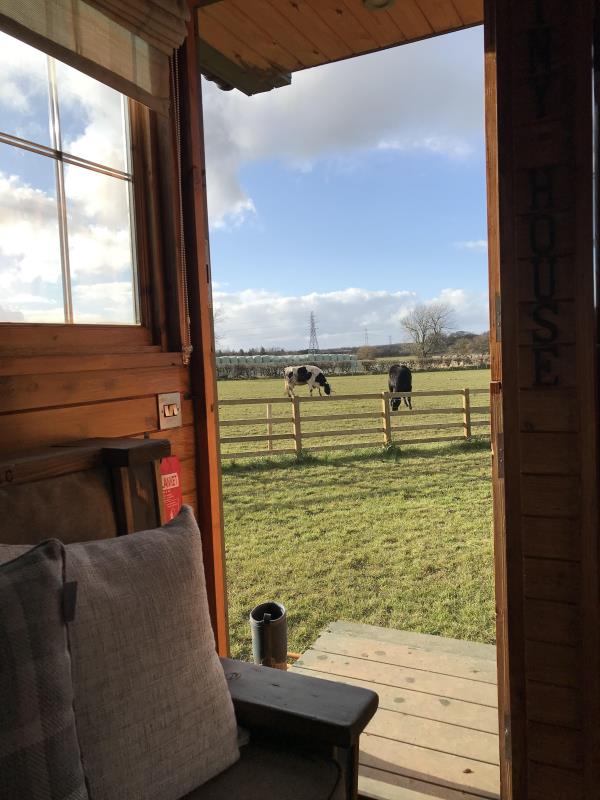 Views over cattle field