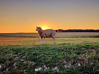 friendly neighbours!