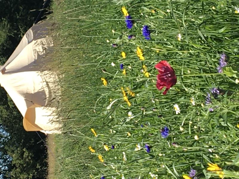 Wildflower Meadow