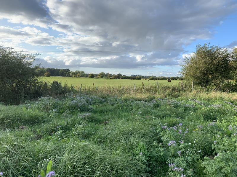 Wild Flower Corner