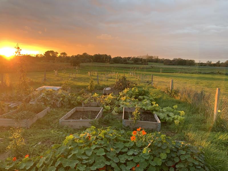 Vegetable Garden