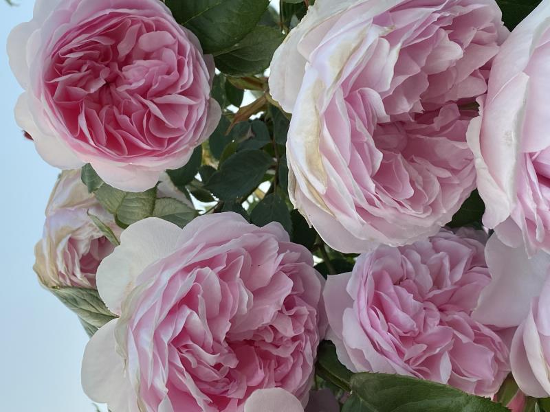 May in the garden