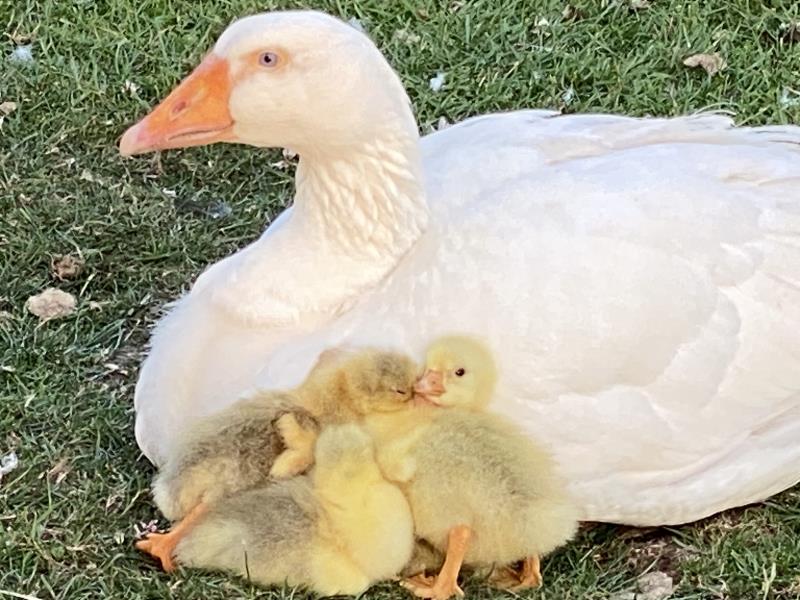 Raising goslings