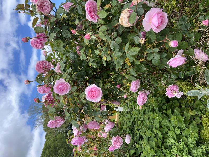 Rose garden