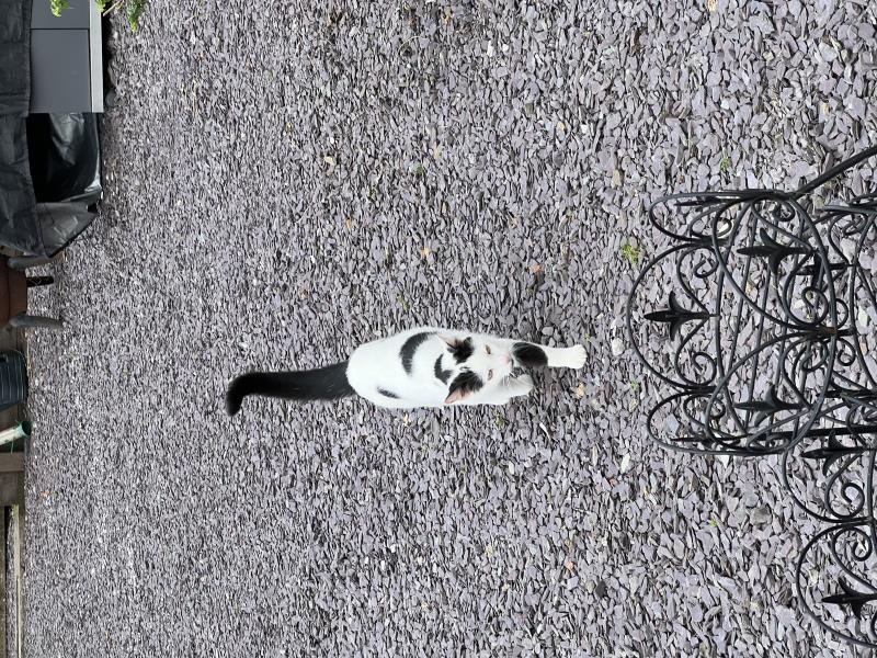 Moggie army