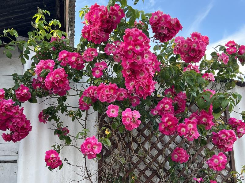 New garden