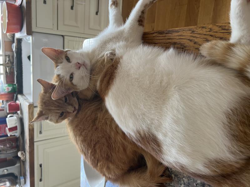 Moggies on patrol