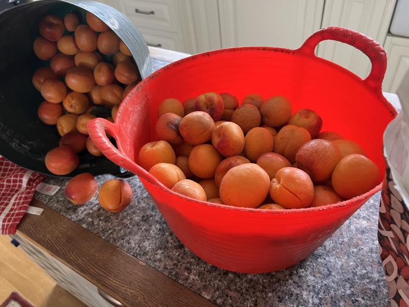 Apricots from our orchard