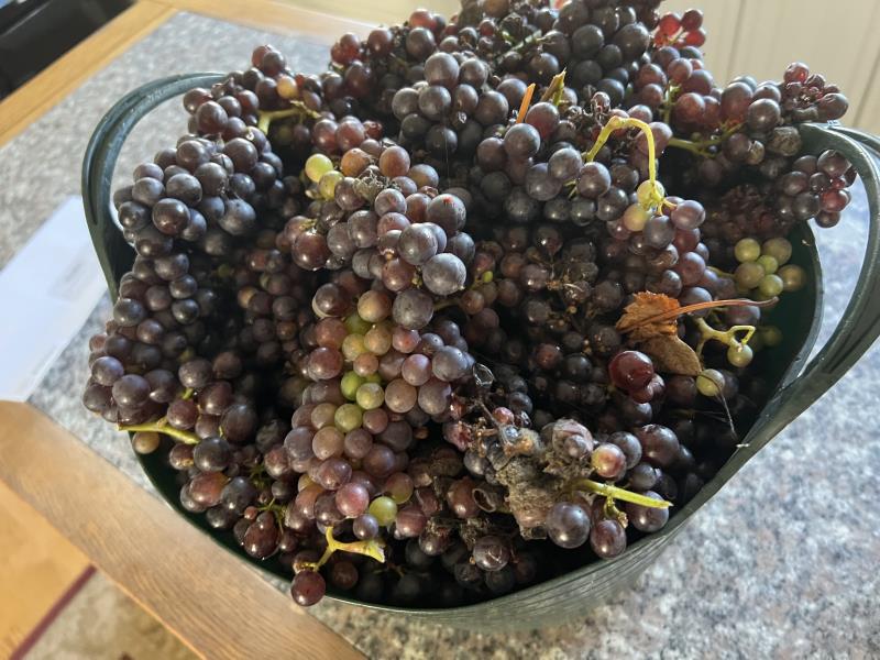 Grape pressing
