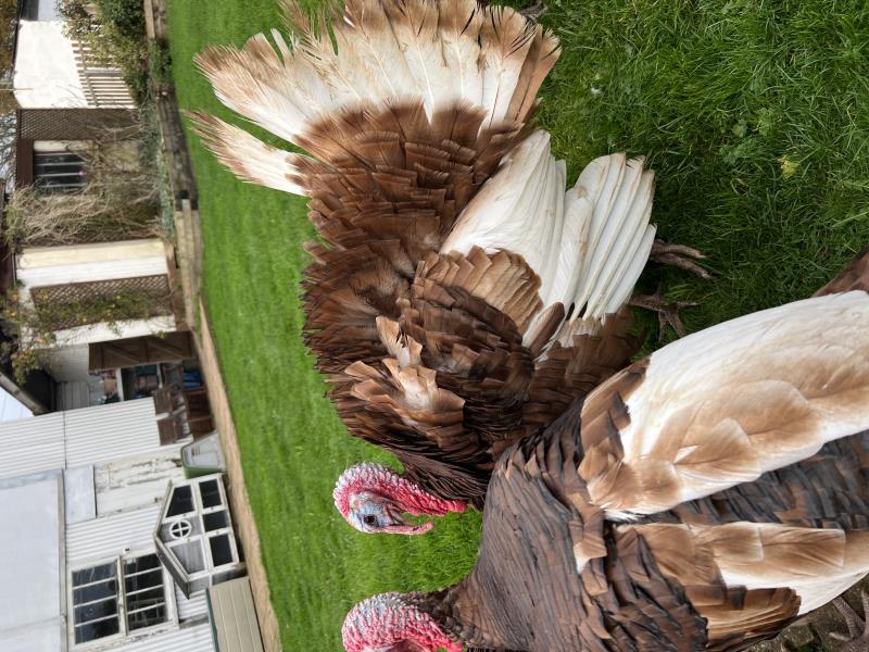 Turkey raising