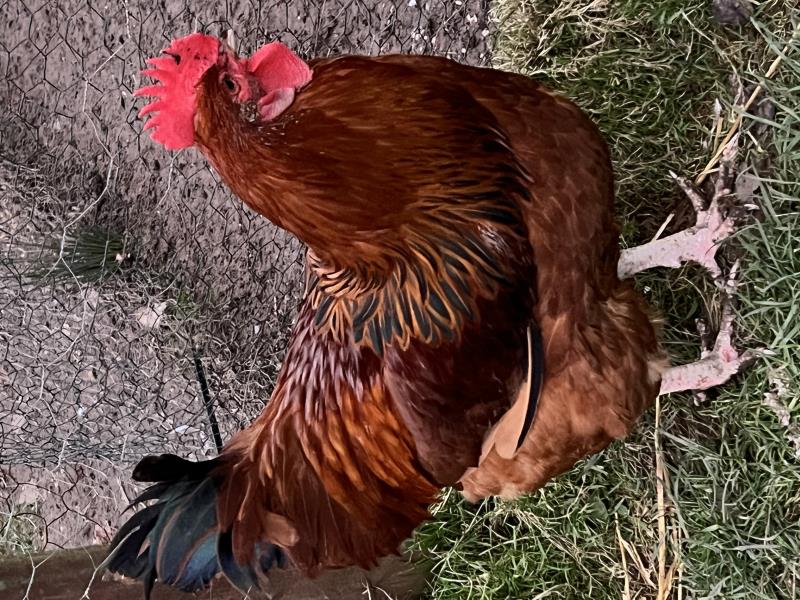 Sussex buff breed