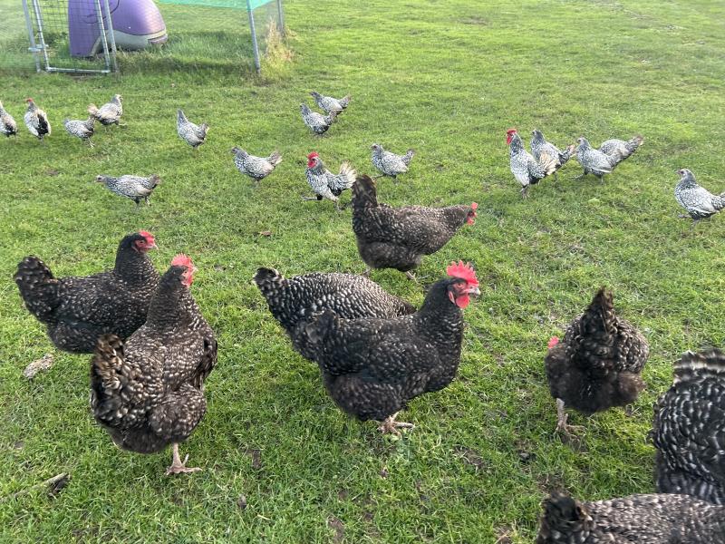 Free ranging poultry