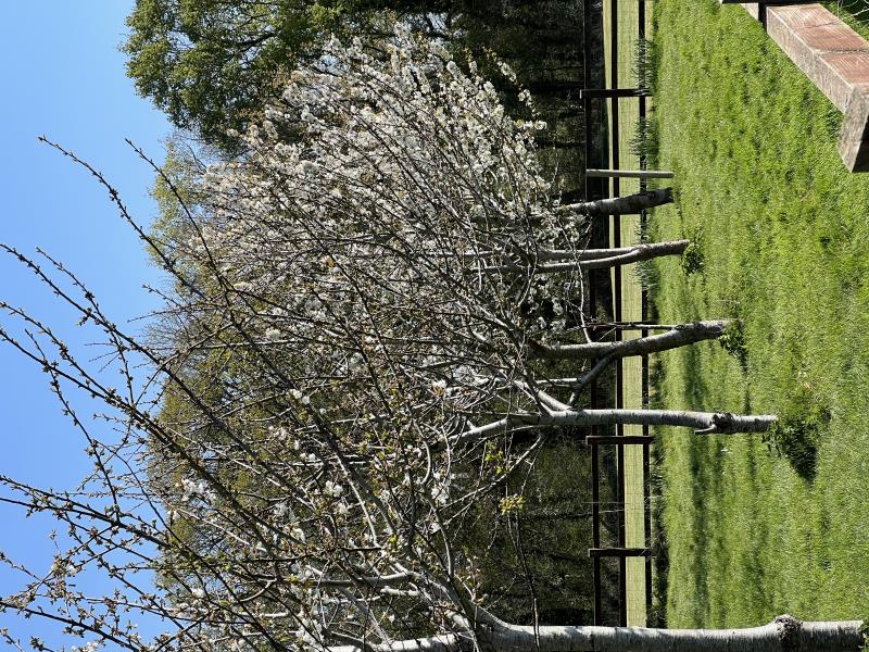 Orchard by campsite