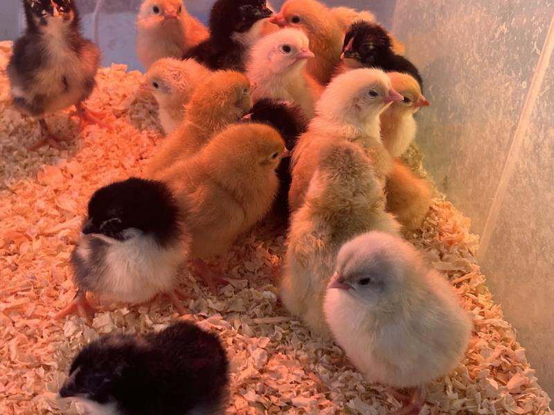 Poultry breeder