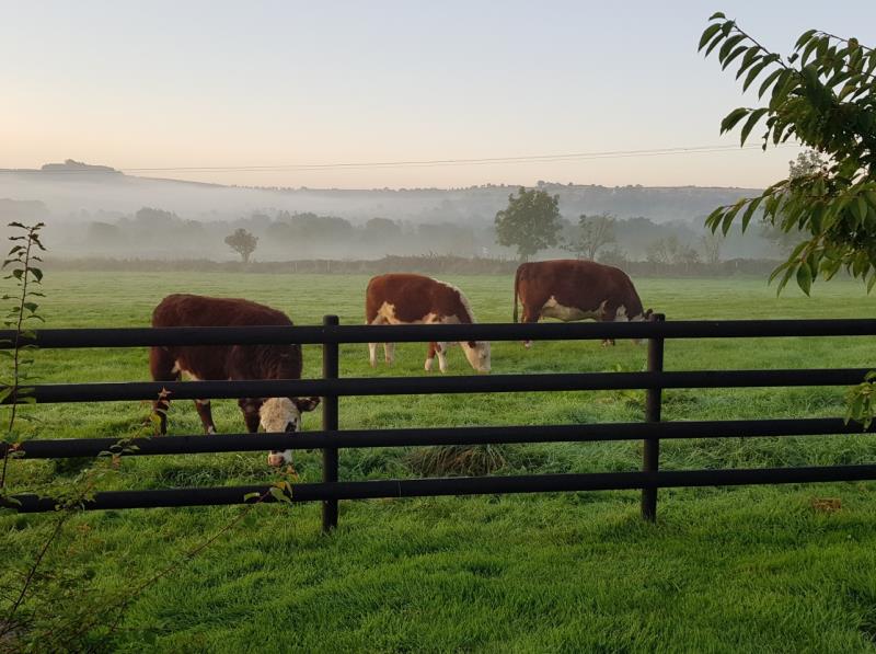 cattle in front field
