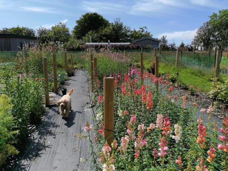 Flower Farm