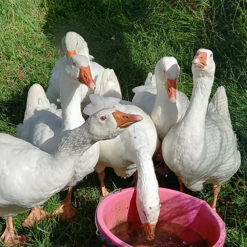 Geese