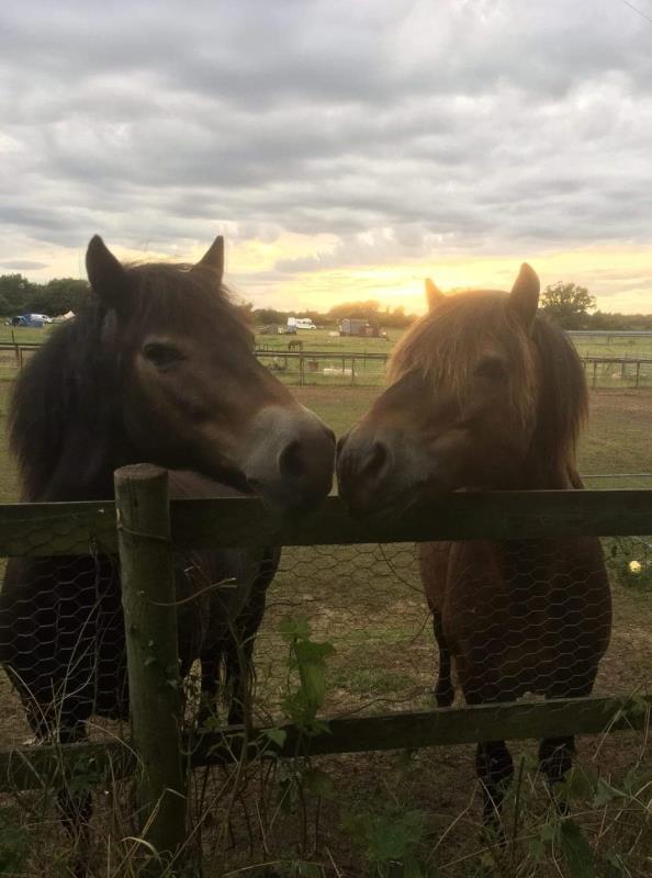 Just some of our ponies