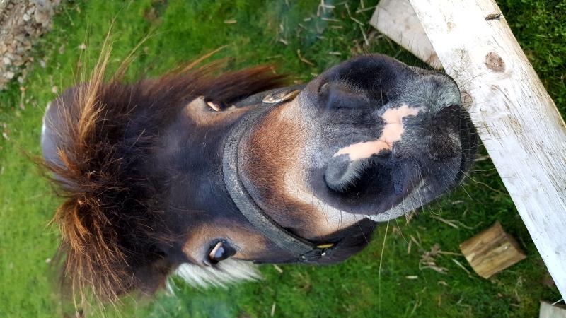 Rocky the pony