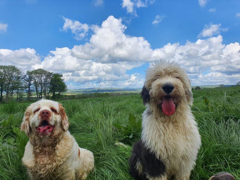 Dogs are very welcome