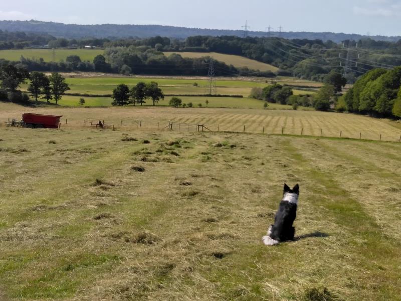 Our sheep dog