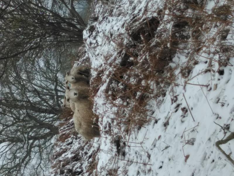 Winter