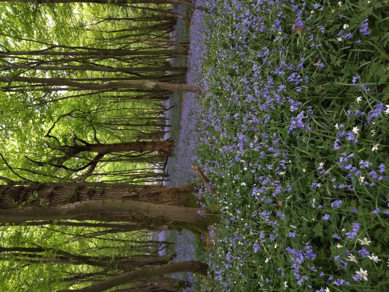 Spring time