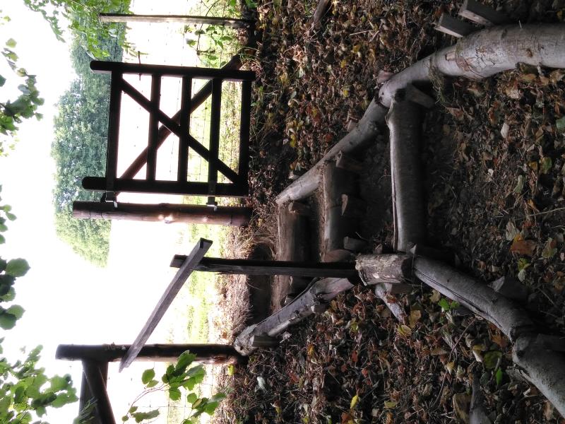 Woodland Walks