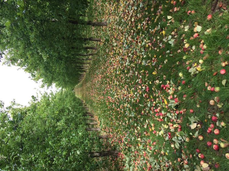Apple Harvest Time