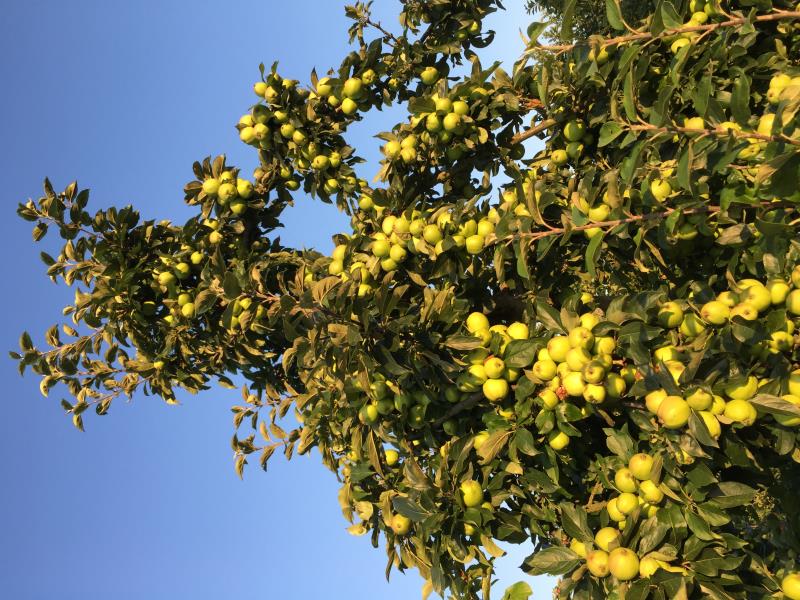 Apple Tree