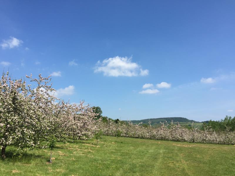 Orchard Blossom