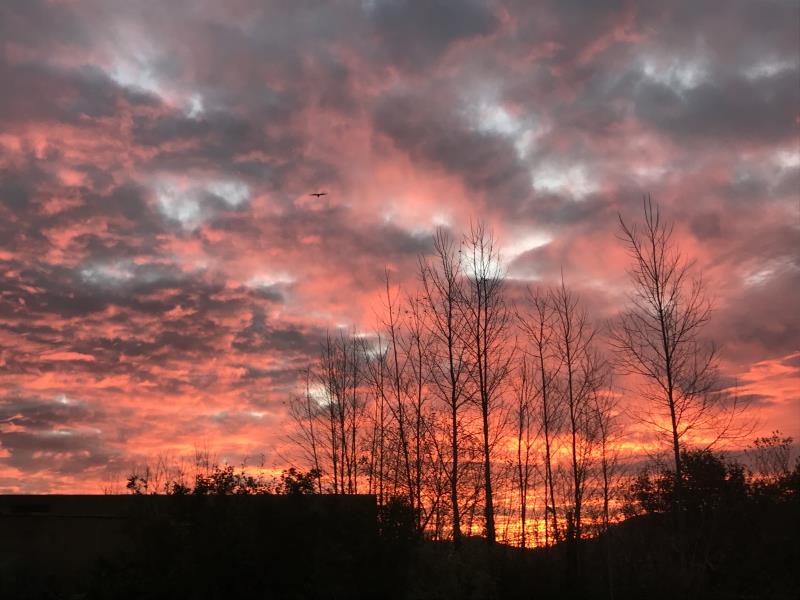 Orchard Sunrise