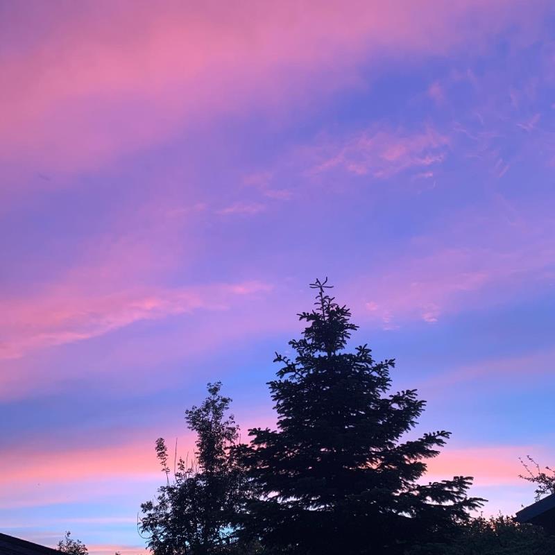 Orchard Sunset 1