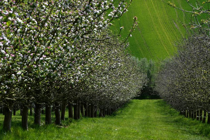 Orchard View