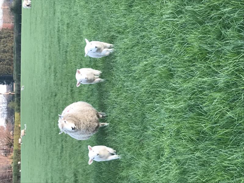 Sheep may be grazed in the field next to the hut!