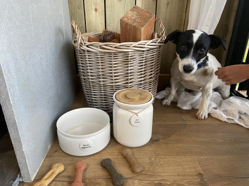 Dogs welcome in the hut too!